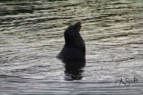 Sea Lion 1&nbsp;WM1